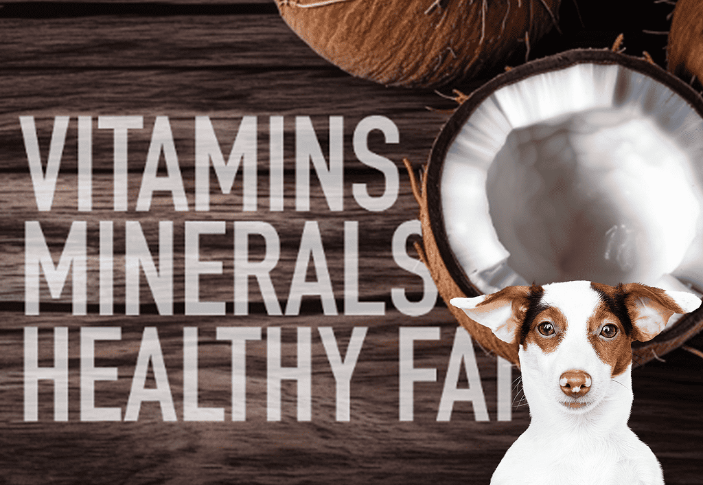 Dog with coconut health supplement.