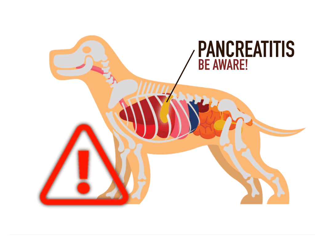 Illustration of a dog's digestive system highlighting pancreatitis warning signs.