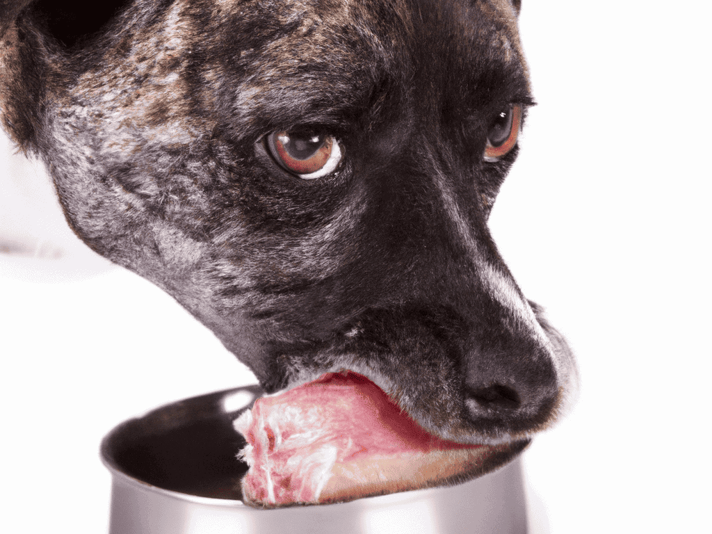Close-up of a dog licking food from a bowl. Perfect for dog care and feeding tips.