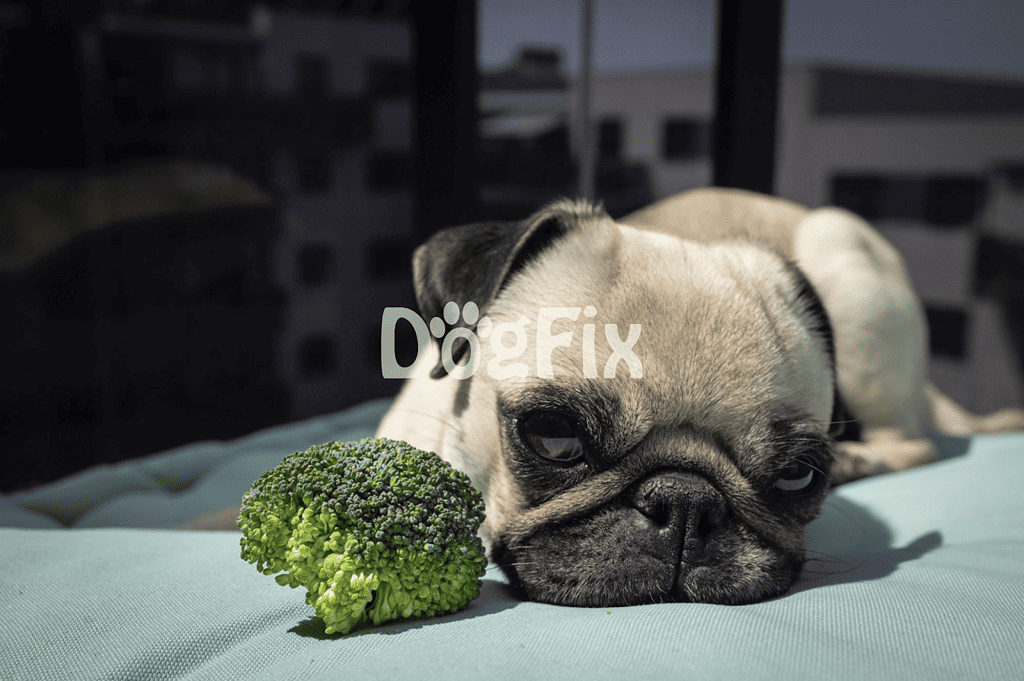 Playful pug dog resting near broccoli vegetable for healthy diet.