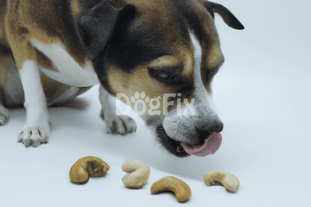Close-up of a happy dog sniffing assorted nuts including cashews and almonds on a clean background.