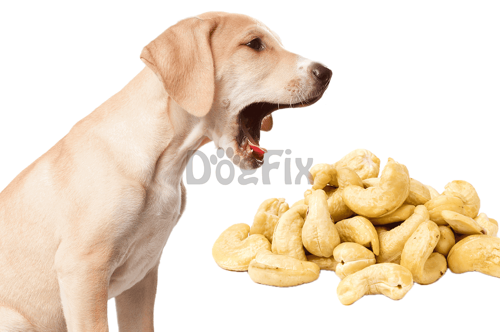 Adorable Labrador puppy yawning near a pile of cashew nuts, highlighting dog behavior and healthy treats.