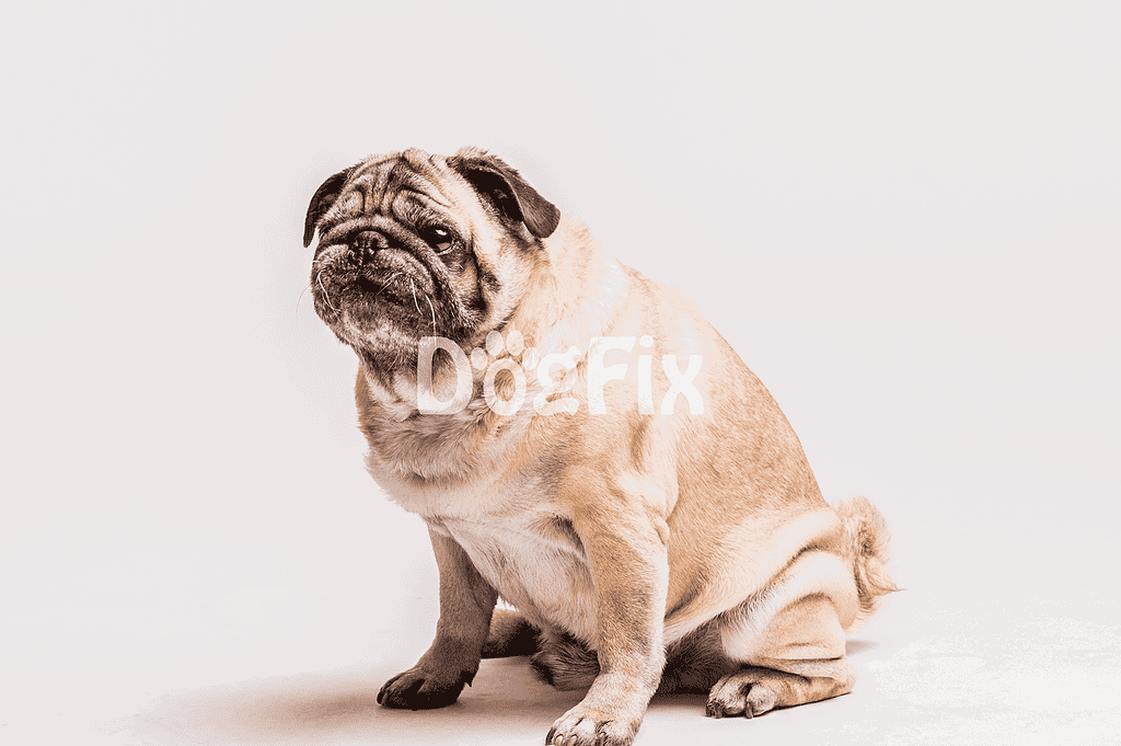Adorable pug dog sitting on white background, pet health, dog grooming, and grooming tips.