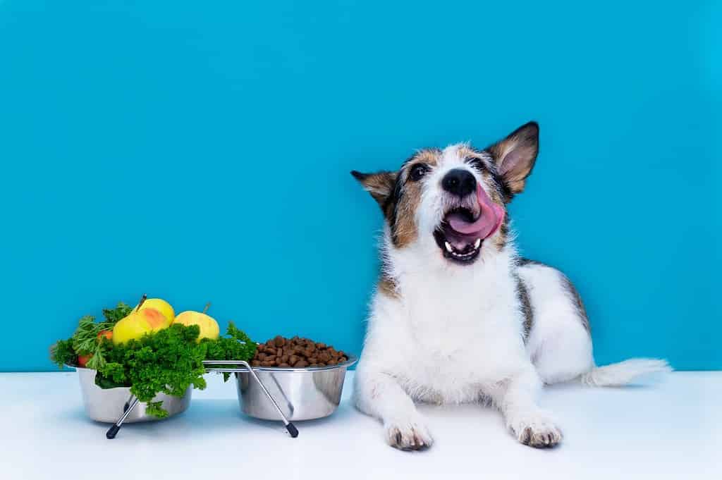 A happy dog with tongue out and food bowls full of dog food, fresh vegetables, and treats against blue background.