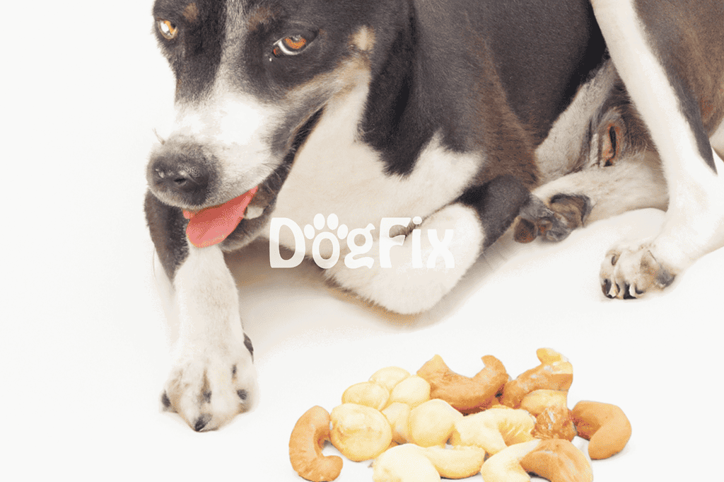 Dog with snacks, puppy food, dog treats, pet nutrition.