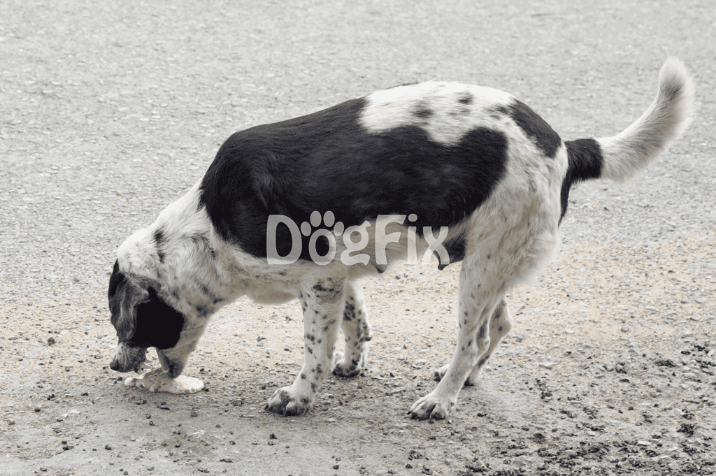 Adorable Dalmatian puppy digging on the ground, showcasing playful and energetic behavior.