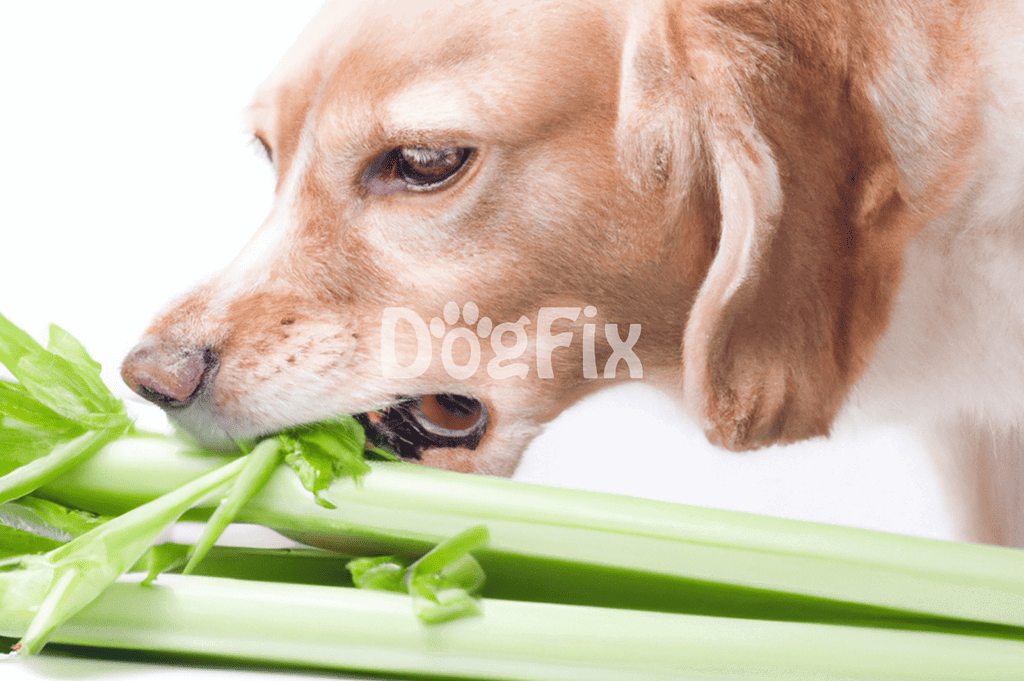 Alt text: Close-up of a dog chewing fresh celery for healthy pet diet and nutrition.