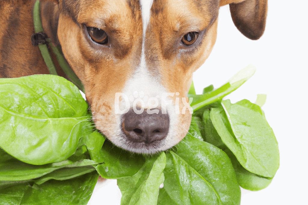 Adorable dog smelling fresh spinach leaves, emphasizing natural pet health and wellness.