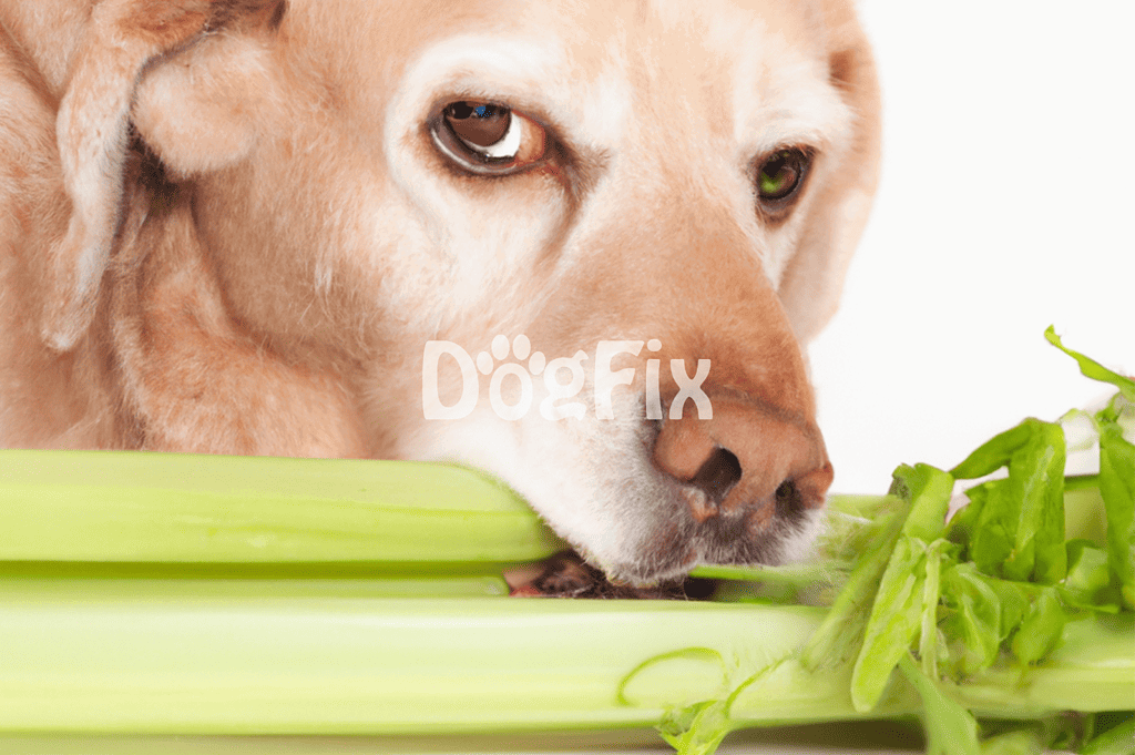 Close-up of a dog's face with celery and greens for healthy diet, emphasizing pet nutrition and wellness.