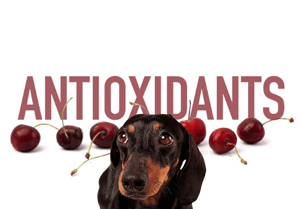 Dog eating cherries for antioxidants benefits in a healthy diet.