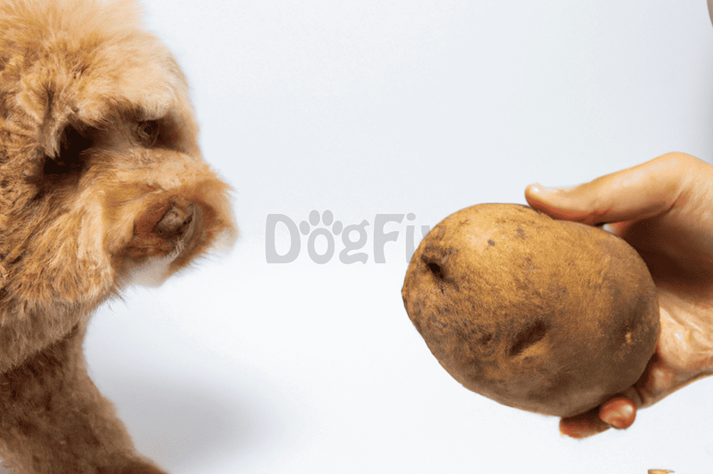 Dog eating potato, healthy dog treats, natural pet food.