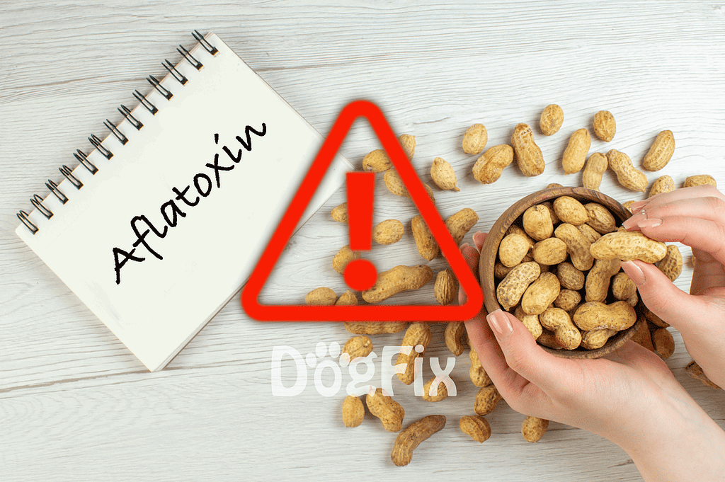 Image of peanuts with a red warning icon and "Aflatoxin" written on a notepad, emphasizing dangers of toxic nuts.