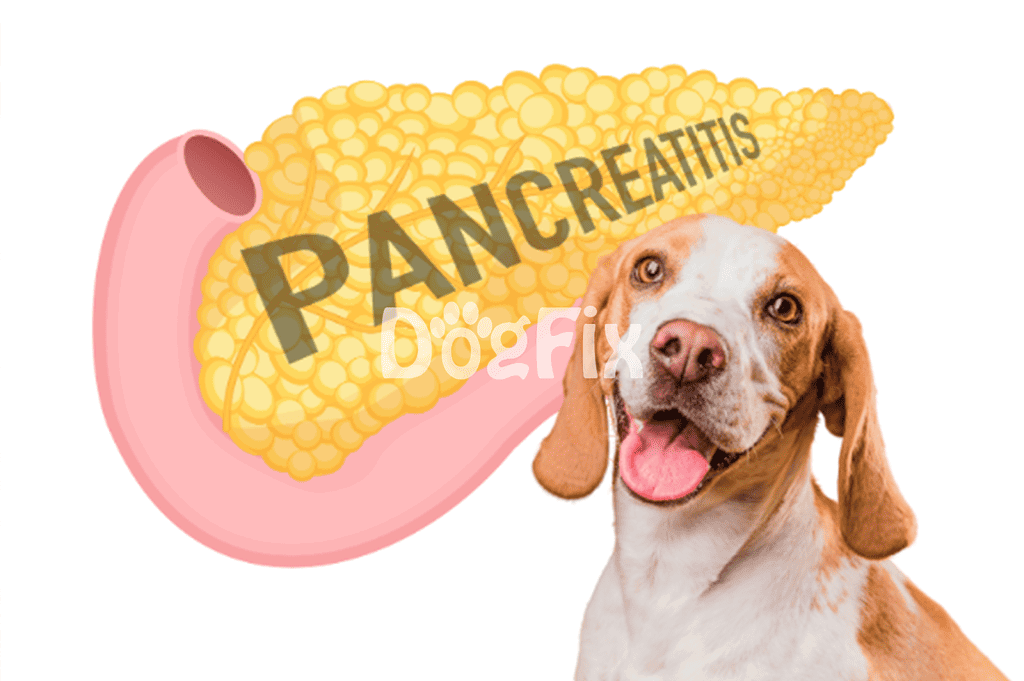 Dog image with pancreatitis warning for dogs.
