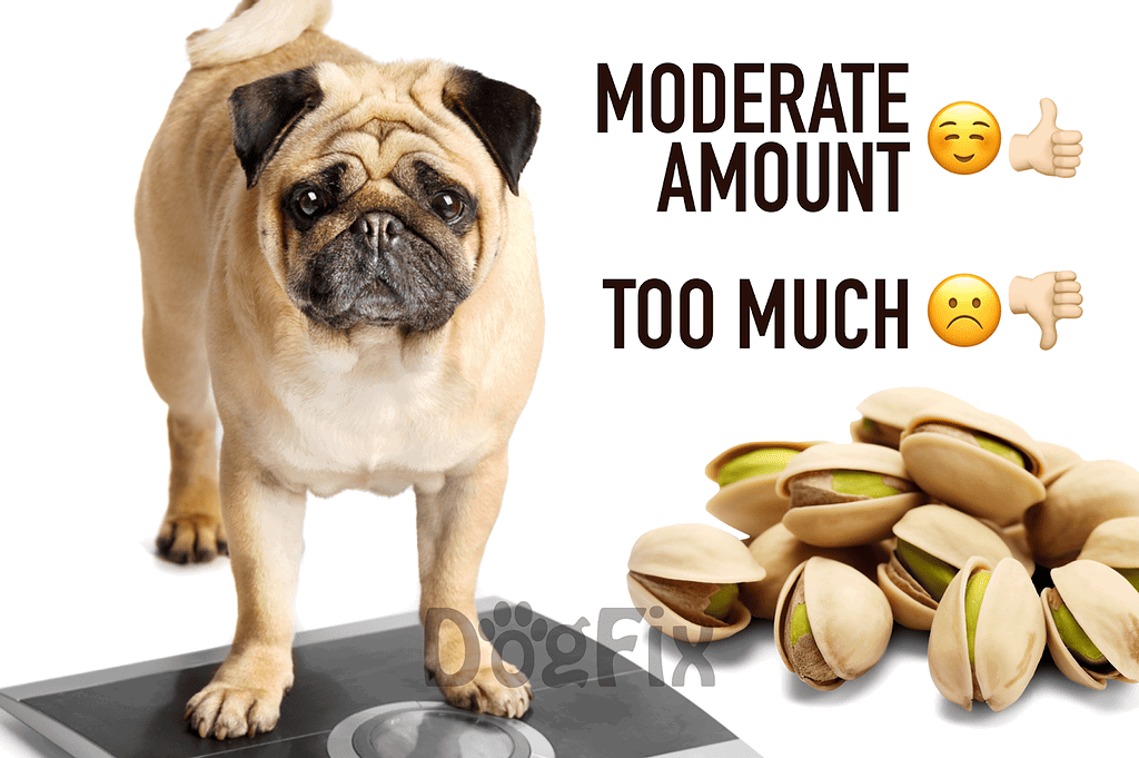 Dog weight tracker and healthy diet tips for moderate dog weight.