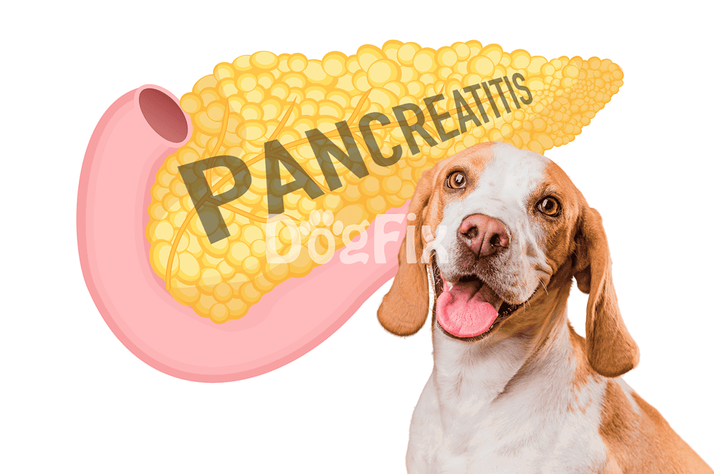 Dog with pancreatitis and inflamed pancreas illustration emphasizing dog health issues.