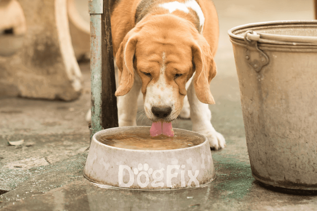 Cute beagle puppy drinking water outdoors.