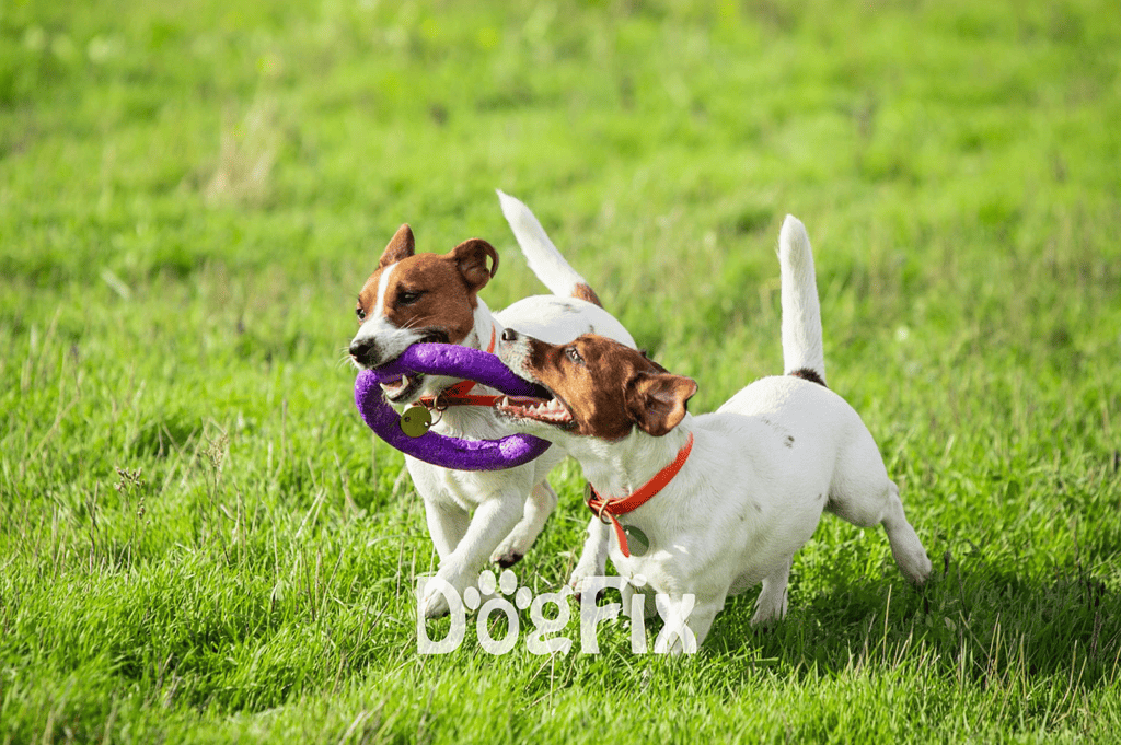 Cute Jack Russell dogs playing with a purple chew toy on a green grassy field.