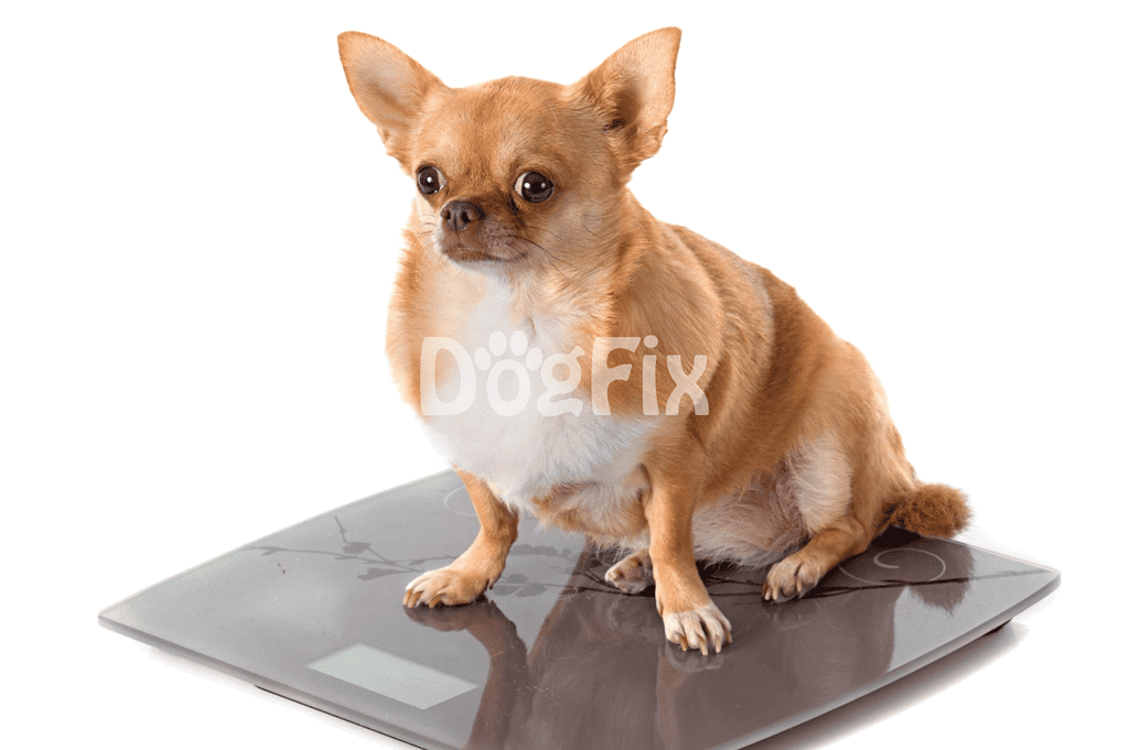 ALT text: Chihuahua dog sitting on a digital weighing scale, measuring pet weight.