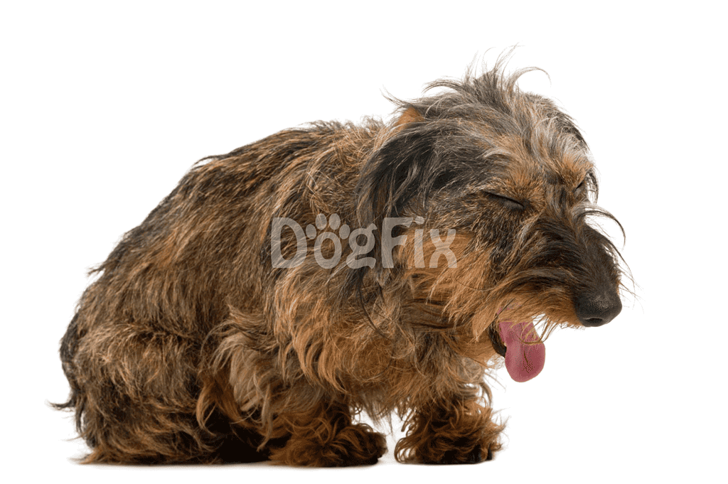 Adorable happy dog yawning in white background.