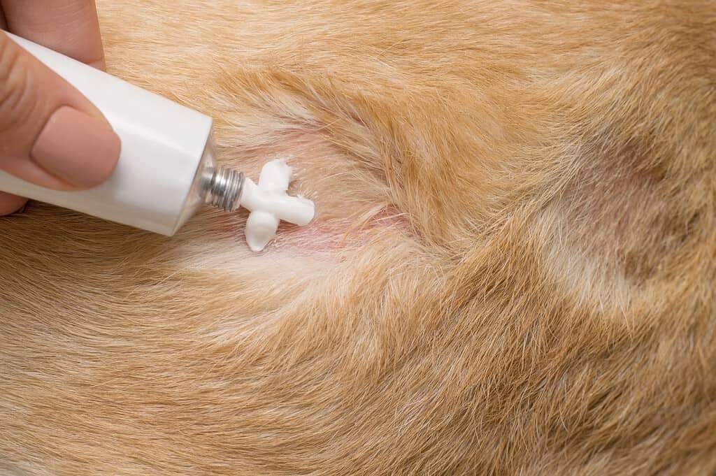 Close-up of applying flea medication on a dog's skin to prevent parasites and ensure pet health.