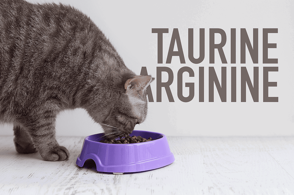 Cat eating taurine-rich food from purple bowl.