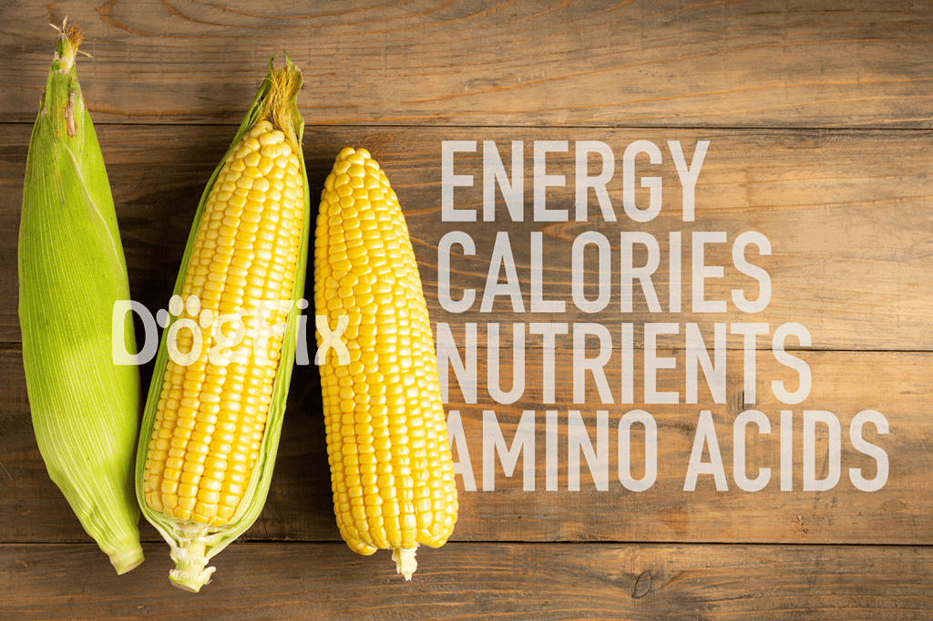 Fresh corn on the cob with green husks, emphasizing healthy eating and nutritional benefits.