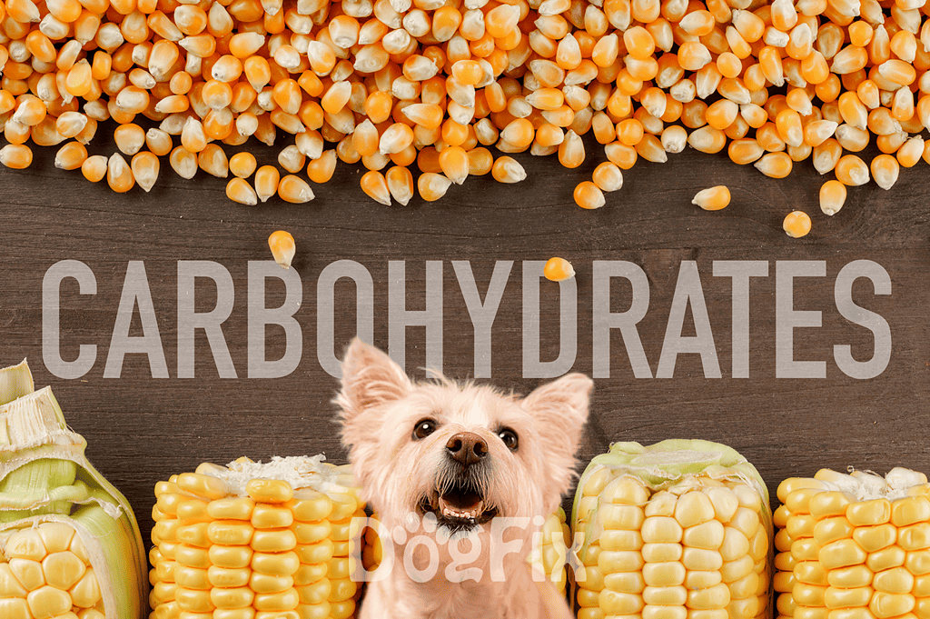Alt text: Corn kernels spread with a puppy among corn cobs on wooden table.