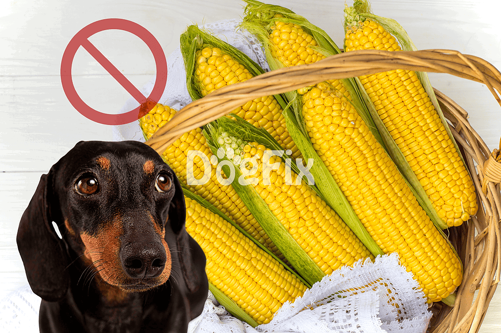 Dog with allergy to corn, no corn in dog food or treats.