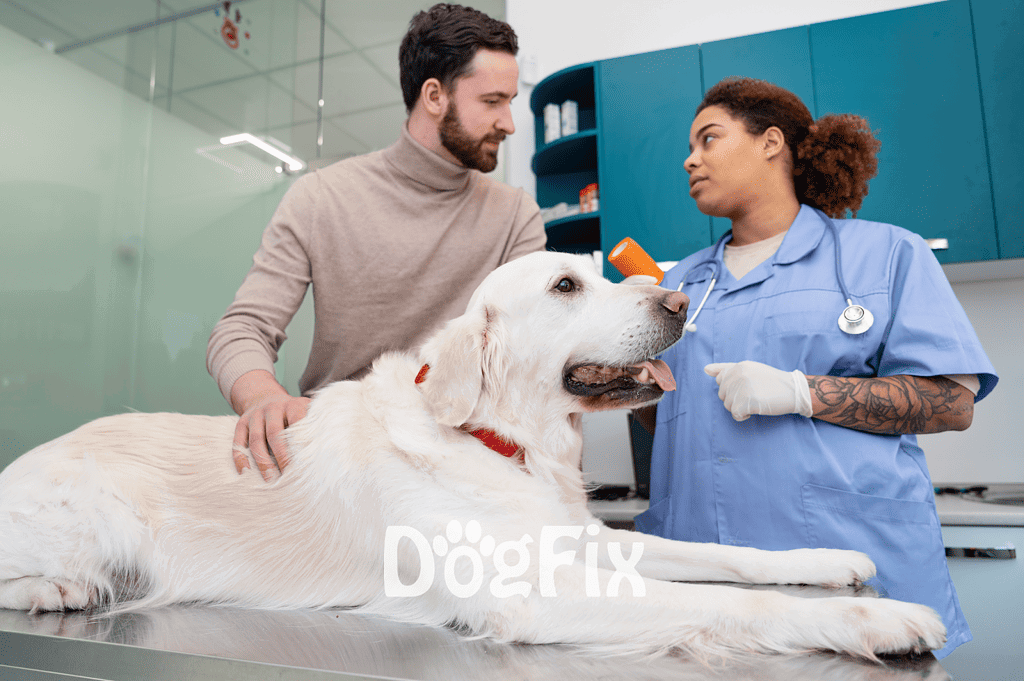 Accurate alt text describing the vet, dog, and owner during a check-up at a veterinary clinic.