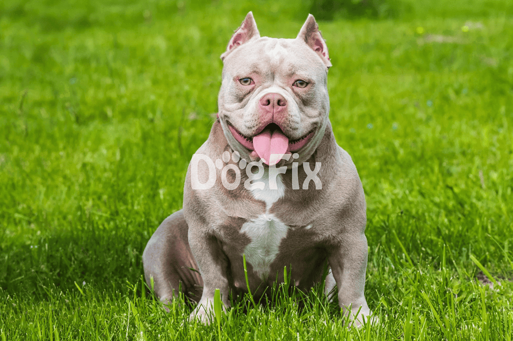 Adorable American Bully sitting on lush green lawn, smiling with tongue out, perfect for dog lovers.