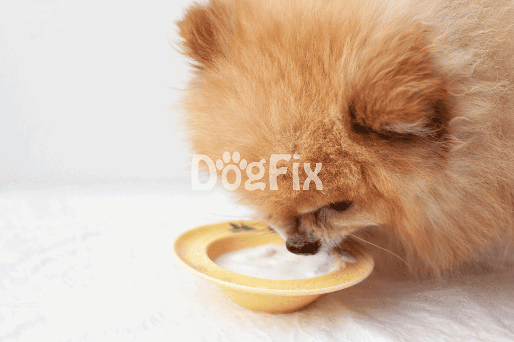 Close-up of a Pomeranian dog eating from a yellow bowl with milk or water, showcasing pet nutrition and care.