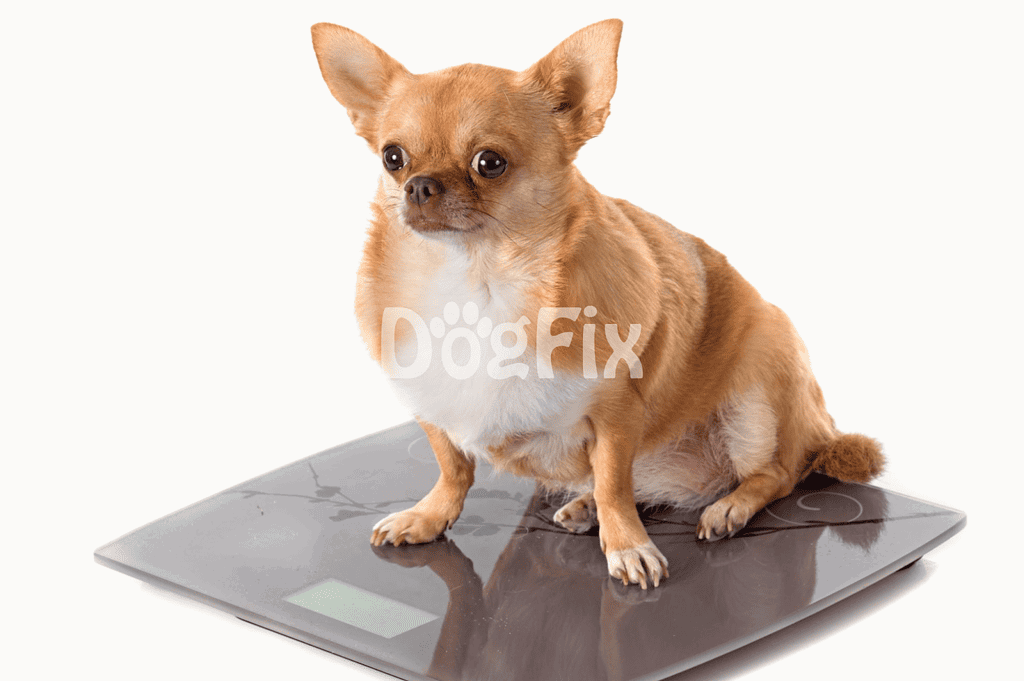Cute Chihuahua on digital bathroom scale, pet health check-up.
