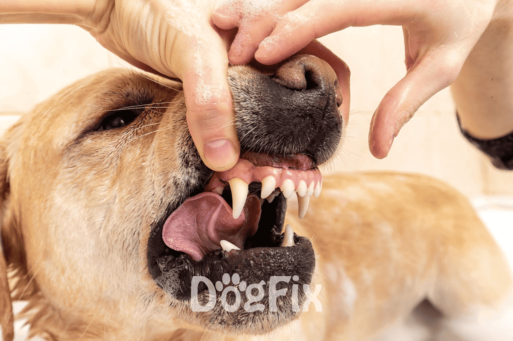 Close-up of veterinarian cleaning a dog's teeth for healthy oral hygiene.
