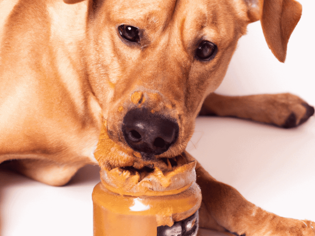 Close-up of a happy dog chewing a peanut butter flavor dog toy. Perfect for dog enrichment and mental stimulation.