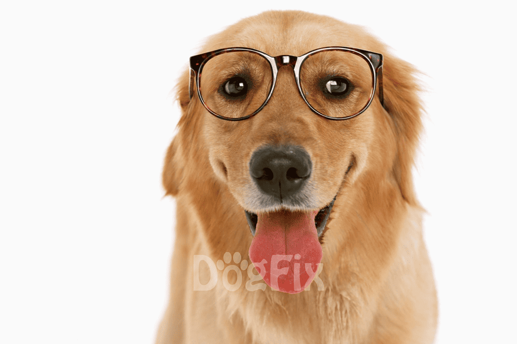 Dog wearing stylish glasses for a cute look, perfect for pet fashion and accessories.