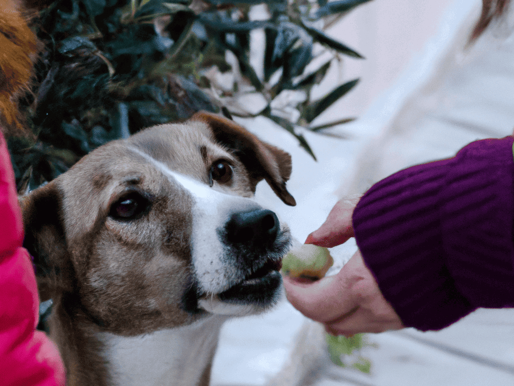 Dog enjoying a healthy treat from owner, showcasing pet nutrition and care.