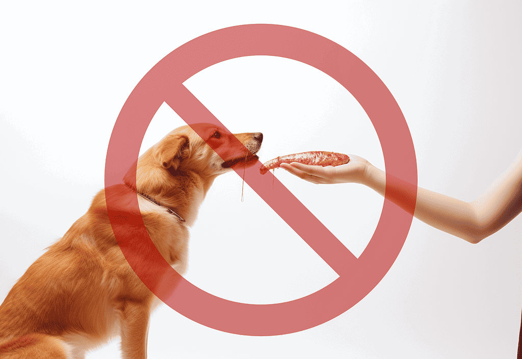 Dog refusing forbidden food in safe pet diet concept.