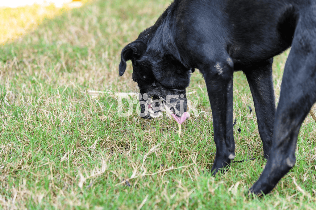 Cute black dog sniffing a pink heart-shaped flower in the grass. Perfect for pet lovers and dog care articles.