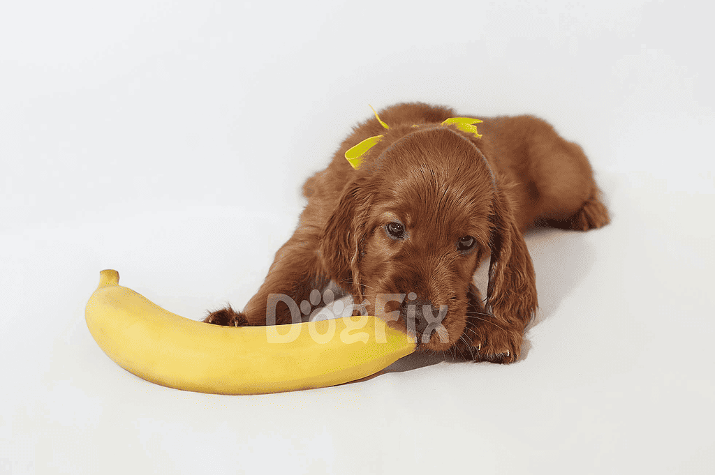 Adorable brown puppy lying down with a yellow bow and a ripe banana.