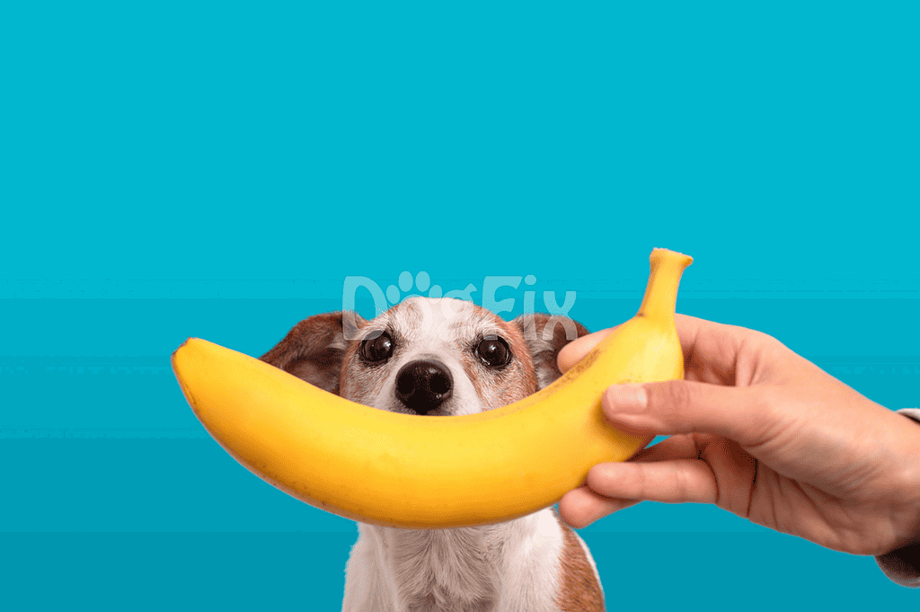 Dog holding a banana in front of a blue background, showcasing pet-friendly food suggestions.
