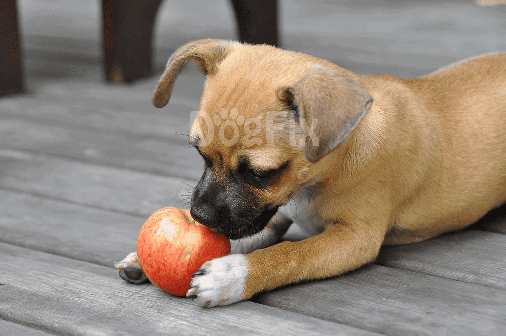 Dog with an apple, outdoors on a wooden deck, enjoying a healthy snack.