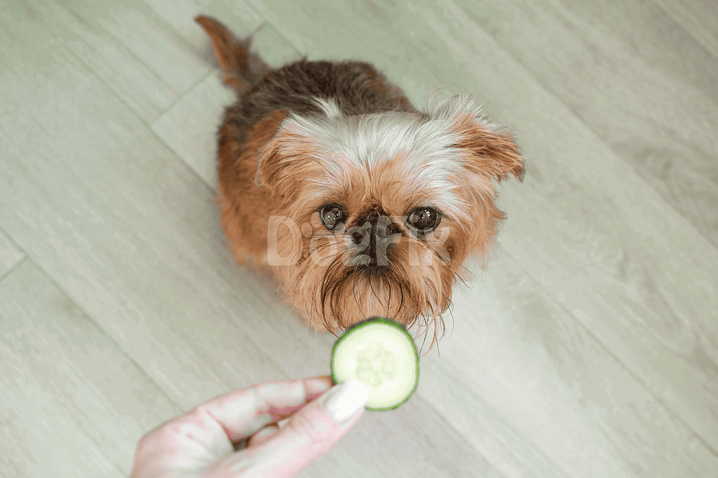 Cute small dog looking at cucumber treat.