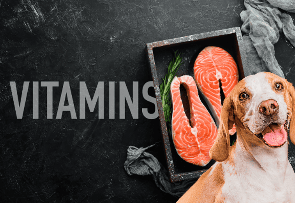 Dog with happy expression next to fresh salmon and vegetables, emphasizing pet health supplements.