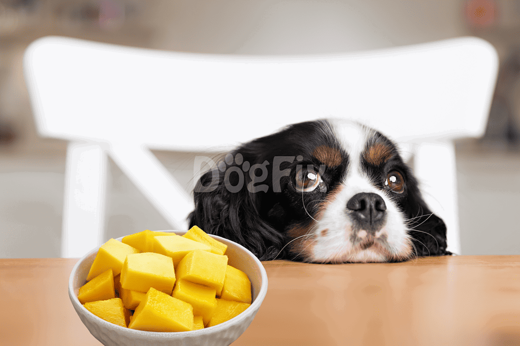 Cute dog with a bored expression looking at a bowl of fresh mango cubes.