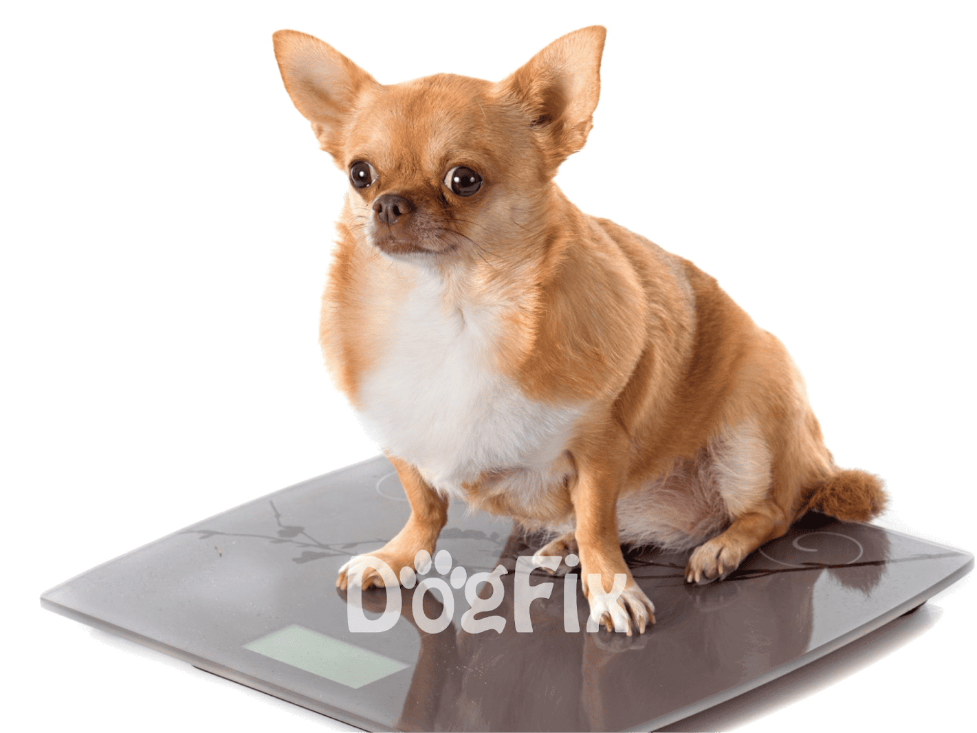 Small dog sitting on a digital pet scale.