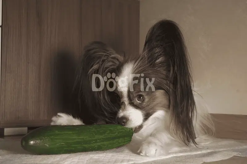 Cute dog playing with fresh cucumber at home.