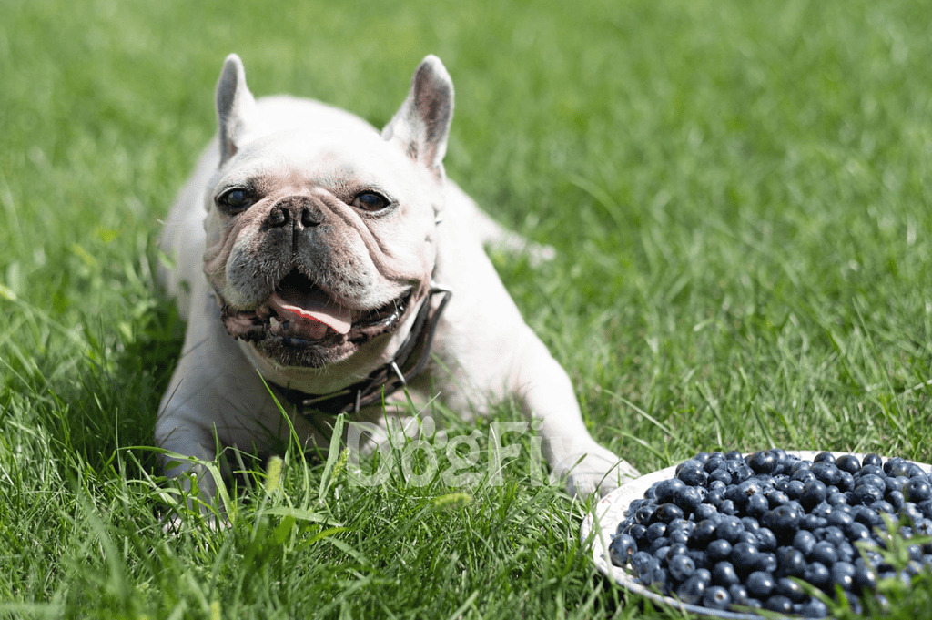 Dog enjoying fresh blueberries outdoors on green grass.