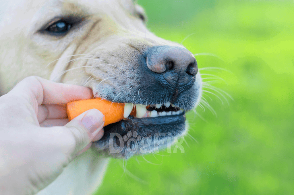 Close-up of a dog eating a carrot, emphasizing healthy pet care and nutrition.