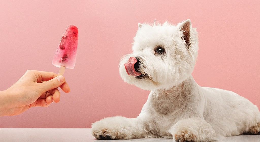 Adorable white fluffy dog with tongue out, waiting for a treat, on a pink backdrop.