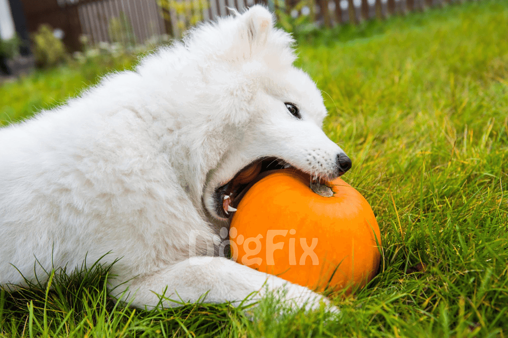 Adorable puppy biting pumpkin during autumn outdoors.